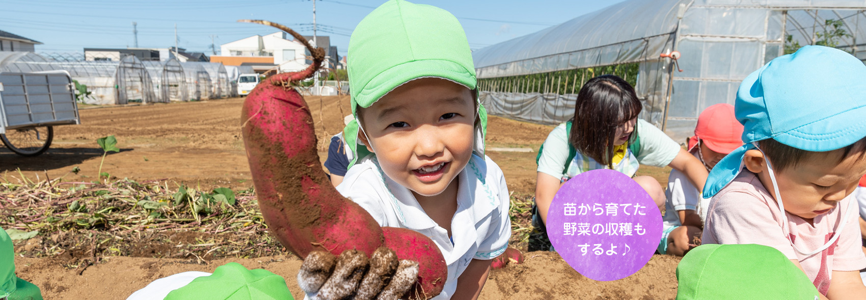 苗から育てた野菜の収穫もするよ♪　草深こじか保育園（幼保連携型認定こども園）/草深こじか第二保育園/学童保育 こじかKIDSクラブ